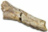 Fossil Dinosaur Appendage Bone Section - Wyoming #371513-1